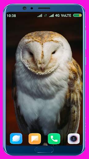 Owl Wallpaper screenshot 9