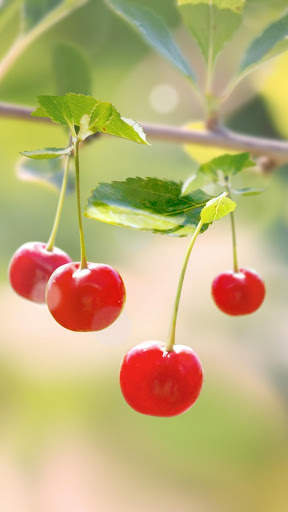 Sweet Cherry Live Wallpaper screenshot 1