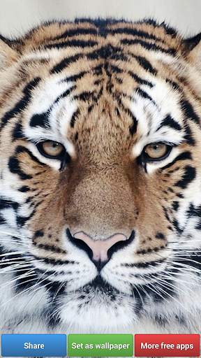 Big Cats HD Wallpapers screenshot 6