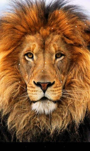 Lion Live Wallpaper screenshot 5