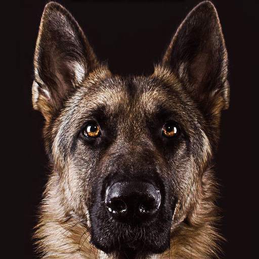German Shepherd Wallpaper 1.0
