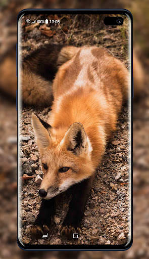 Fox Wallpaper screenshot 3