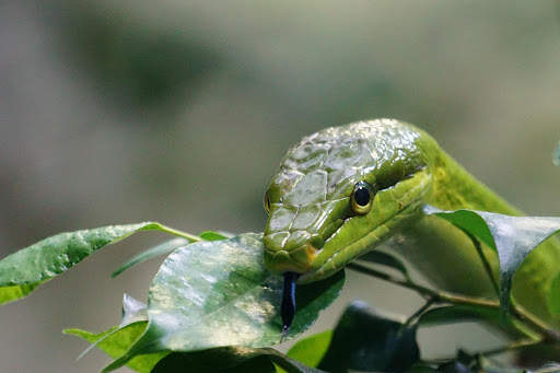 Snake Photo Frames screenshot 4