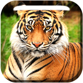 Animals for Kids Live WP icon