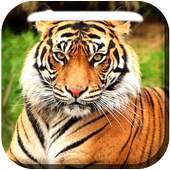 Animals for Kids Live WP 2.0