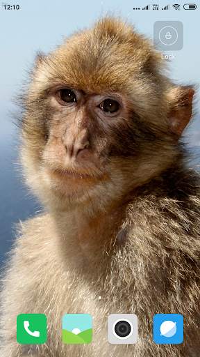 Monkey Wallpaper screenshot 10