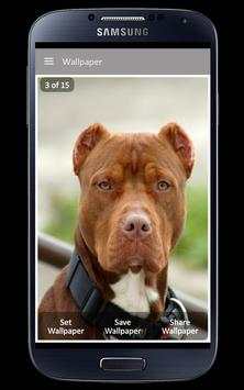 Pitbull Wallpaper screenshot 2