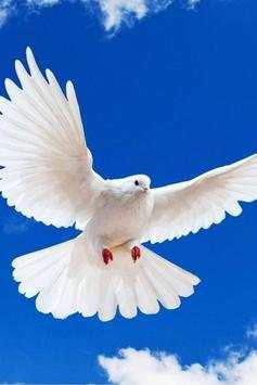 Birds Wallpaper screenshot 5