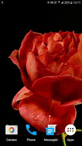 Blooming Roses Video Wallpaper screenshot 7