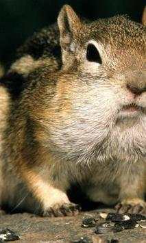 Chipmunk wallpapers screenshot 3