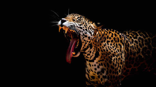 Leopard Live Wallpaper (Wallpapers & Backgrounds) 7 تصوير الشاشة