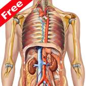 Anatomy Atlas 1.0