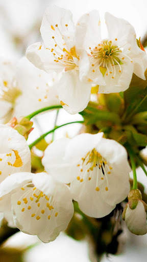 Spring Wallpapers : backgrounds hd screenshot 1
