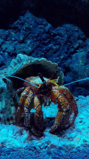 Crab Wallpapers screenshot 1