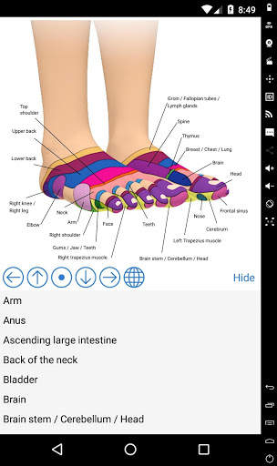 Foot Reflexology Chart screenshot 2