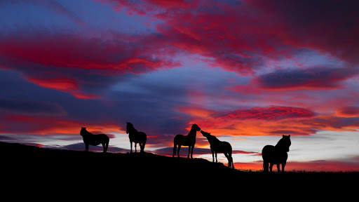 Horses Live Wallpaper : 7fon & LWP screenshot 6