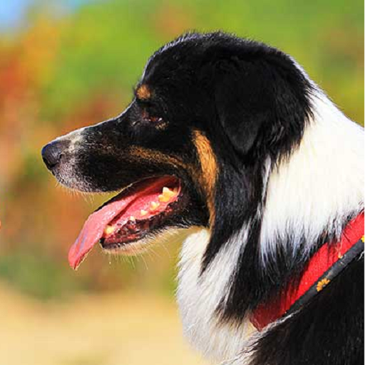 Dog Training App- Make your pet smart and trained icon