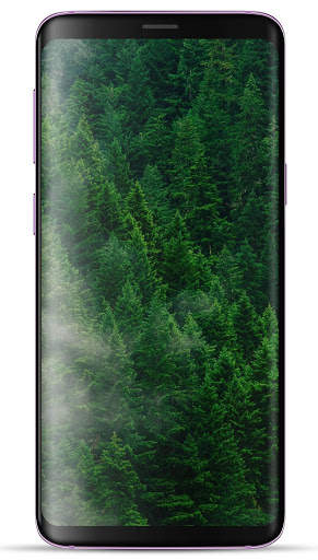 Forest Wallpaper HD screenshot 4