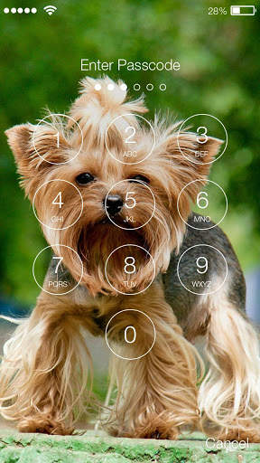 Yorkshire Terriers HD PIN Lock screenshot 2