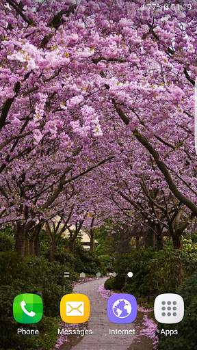 Sakura Cherry Blossoms HD Wall screenshot 5