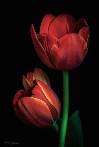 Red Roses Love GIF screenshot 7