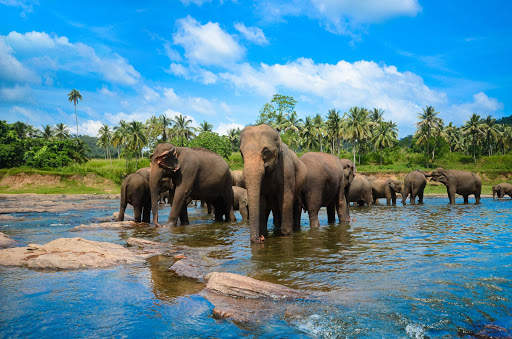 Travel SriLanka screenshot 1