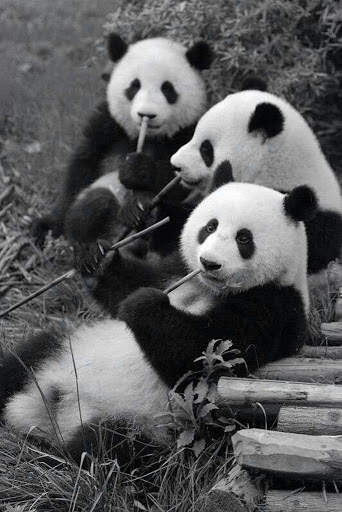 Panda Wallpaper - Cute Panda Wallpapers 🐼 screenshot 14
