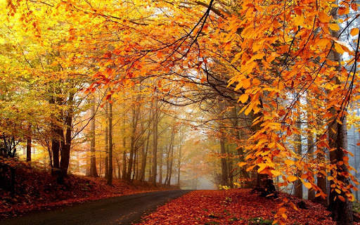 Fall Wallpaper & Screensaver screenshot 1