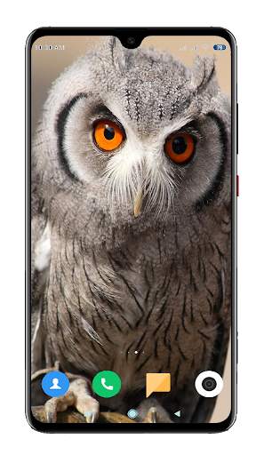 Owl Wallpaper HD screenshot 5