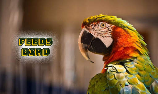 Feeds Bird screenshot 1