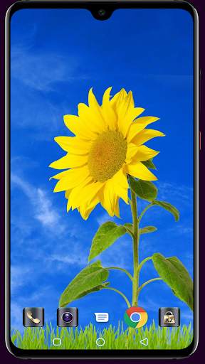 Sunflower Wallpaper 4K Latest स्क्रीनशॉट 8