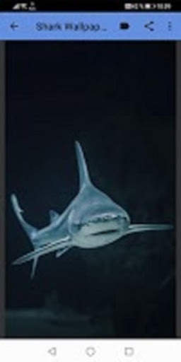 Shark Wallpapers स्क्रीनशॉट 1