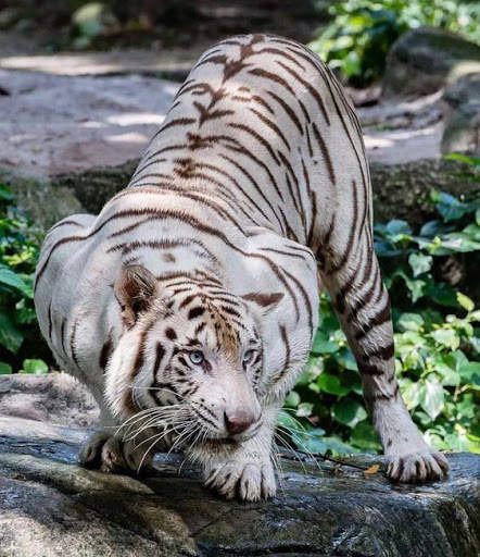 Tiger Video Live Wallpaper screenshot 1