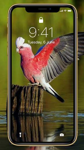 Bird Wallpapers HD Special screenshot 4