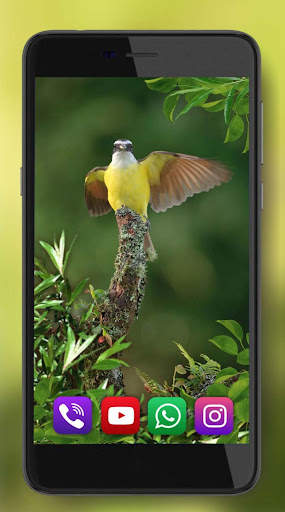 Birds Live Wallpaper screenshot 7