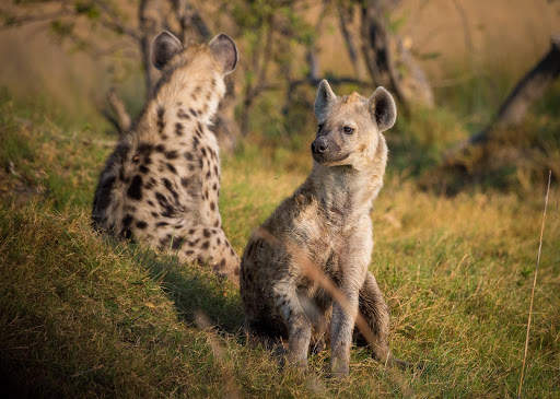 Wildlife Photo Frames screenshot 6