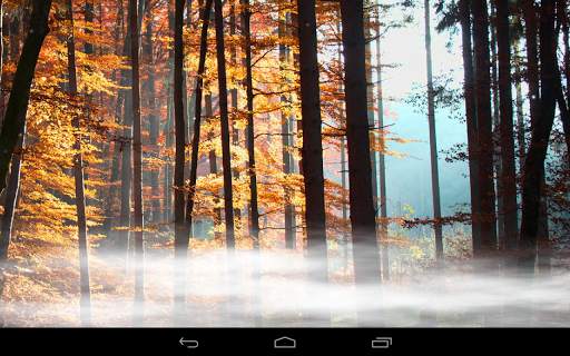 Foresta sfondo screenshot 8