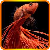 Cute Betta Fish Wallpapers 1.0