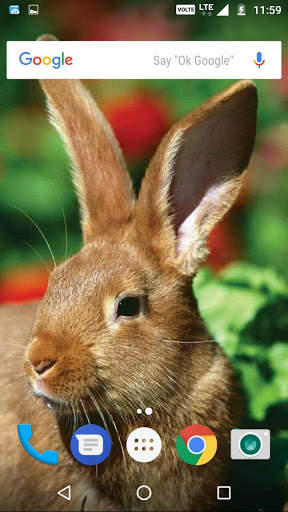 Rabbit Wallpaper HD screenshot 4