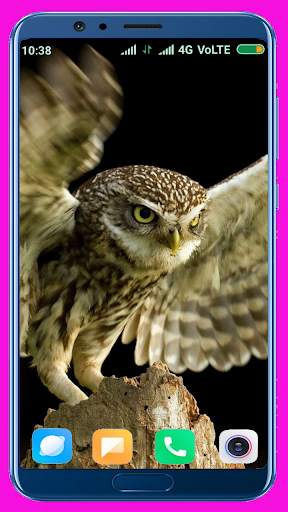 Owl Wallpaper screenshot 7