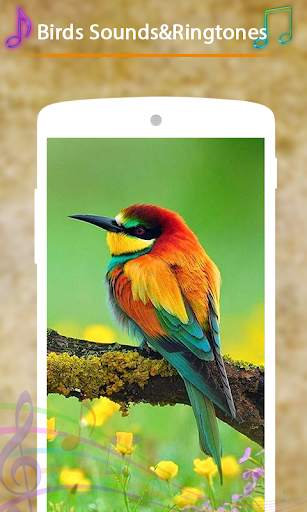 Birds Sounds and Ringtones screenshot 3
