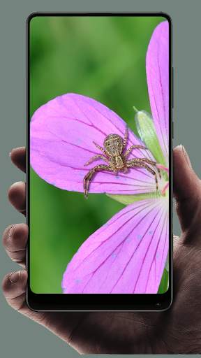 Spider Wallpaper screenshot 10