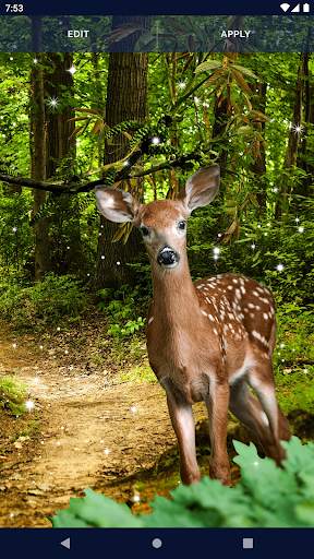 Forest Live Wallpaper screenshot 6