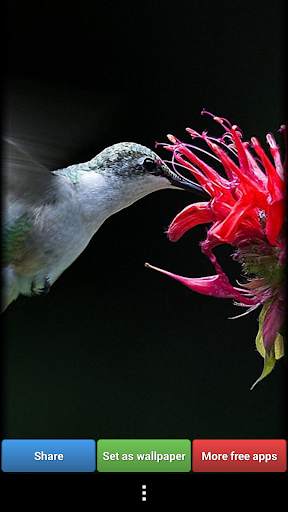 Hummingbirds HD Wallpaper screenshot 8