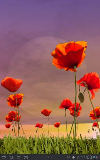 Poppy Field Free screenshot 12