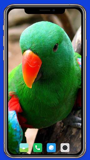 Parrot Wallpaper HD screenshot 12