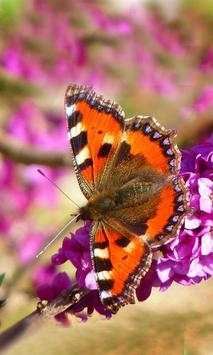 Dragonflies and Butterflies live wallpaper screenshot 3