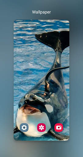 orca wallpaper_خلفيات الحوت القاتل 2 تصوير الشاشة