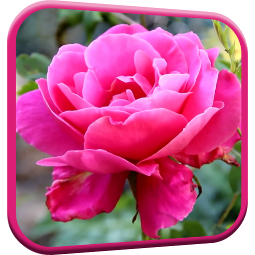 Pink Rose Video Live Wallpaper icon
