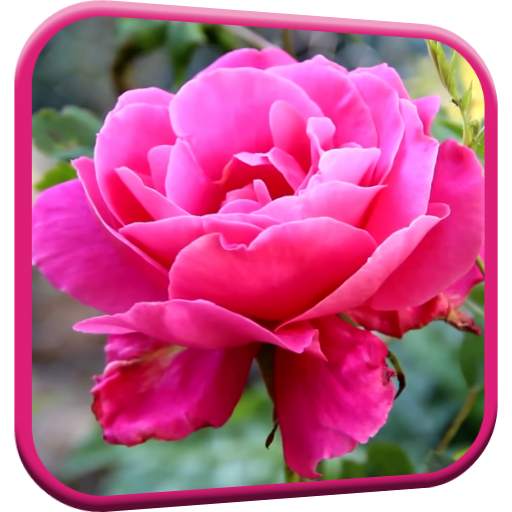 Pink Rose Video Live Wallpaper 5.0